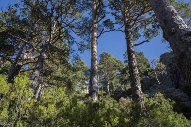 İskoçya Ormanı çam ağacı, Pinus Sylvestris. Fotoğraf: Guadarrama Dağları Ulusal Parkı, Madrid, İspanya