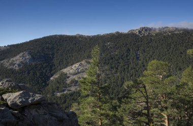 İskoçya Ormanı çam ağacı, Pinus Sylvestris. Fotoğraf: Guadarrama Dağları Ulusal Parkı, Madrid, İspanya