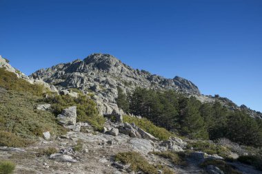 İskoçya Ormanı çam ağacı, Pinus Sylvestris ve yüksek dağlık çalılıklar. Fotoğraf: Guadarrama Dağları Ulusal Parkı, Madrid, İspanya