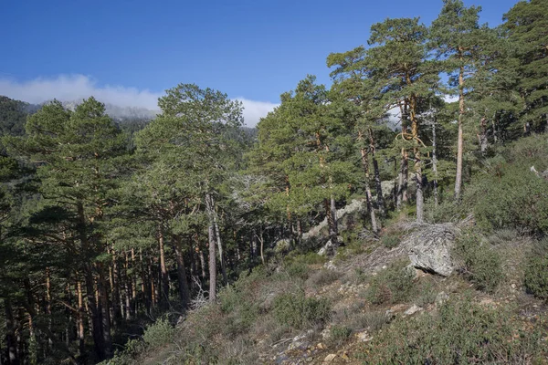 Forest Scots Pine Tree Pinus Sylvestris Photo Taken Guadarrama Mountains — Stock Photo, Image