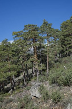 İskoçya Ormanı çam ağacı, Pinus Sylvestris. Fotoğraf: Guadarrama Dağları Ulusal Parkı, Madrid, İspanya