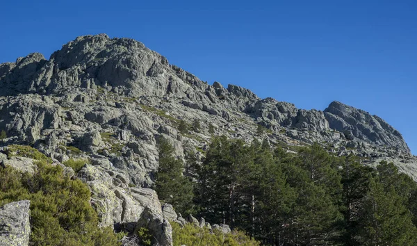 Bosque Pinos Escoceses Pinus Sylvestris Matorrales Alta Montaña Foto Tomada —  Fotos de Stock