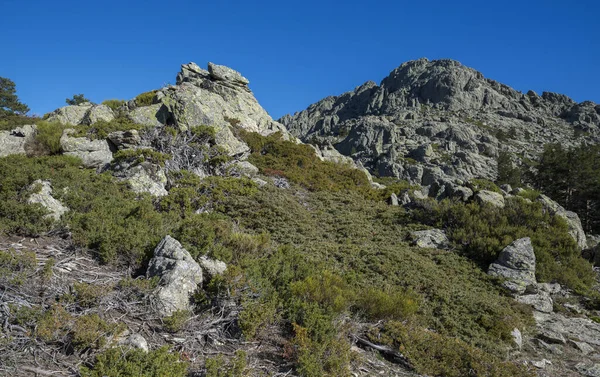 Arbustos Alta Montaña Parque Nacional Las Montañas Guadarrama Provincia Madrid — Foto de Stock