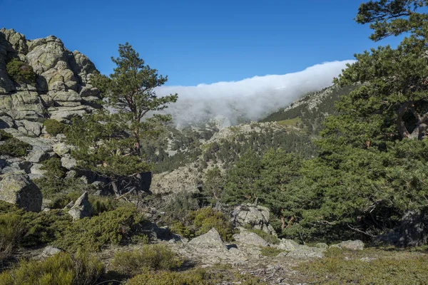 Ліс Соснового Дерева Scots Pinus Sylvestris Photo Taken Guadarrama Mountains — стокове фото