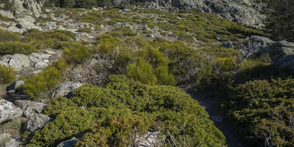 Hochgebirgs Buschland Nationalpark Guadarrama Gebirge Provinz Madrid Spanien — Stockfoto