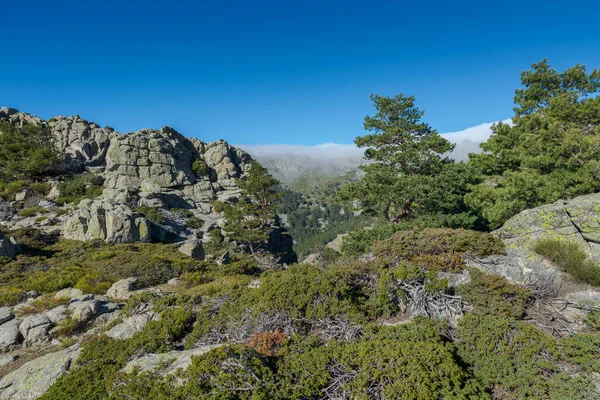 Arbusti Alta Montagna Nel Parco Nazionale Delle Montagne Guadarrama Provincia — Foto Stock