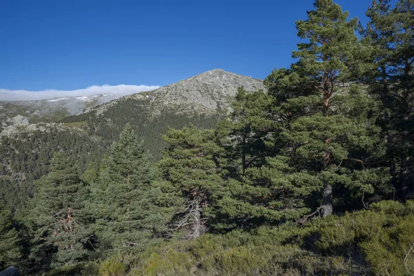 Skogen Skotsk Tall Pinus Sylvestris Bild Tagen Guadarramas Nationalpark Provinsen — Stockfoto