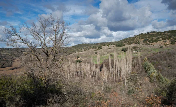 Nyárliget Egy Völgy Alján Fénykép Olmeda Las Fuentes Település Madrid — Stock Fotó