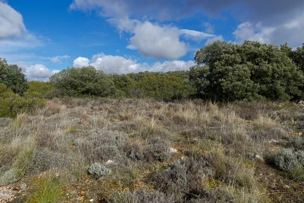 Mediterrane Buschland Und Wälder Der Gemeinde Olmeda Las Fuentes Provinz — Stockfoto