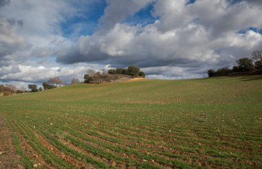 İspanya 'nın Madrid ilindeki Olmeda de las Fuentes belediyesine bağlı tahıl ekinleri