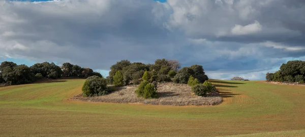 Cereal Crops Municipality Olmeda Las Fuentes Province Madrid Spain — Stock Photo, Image