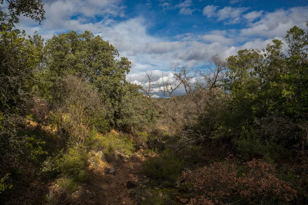 スペイン マドリード州オルメダ フエンテスの自治体でクエルカス属のいくつかの種と地中海の森 — ストック写真