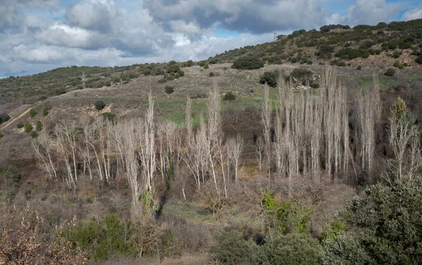 Álamo Arbolado Fondo Valle Foto Tomada Municipio Olmeda Las Fuentes — Foto de Stock