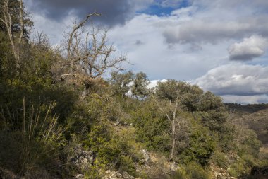İspanya 'nın Madrid eyaleti Olmeda de las Fuentes belediyesine bağlı çeşitli cins Quercus cinsi Akdeniz ormanları
