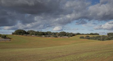 İspanya 'nın Madrid ilindeki Olmeda de las Fuentes belediyesine bağlı tahıl ekinleri