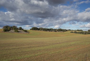 İspanya 'nın Madrid ilindeki Olmeda de las Fuentes belediyesine bağlı tahıl ekinleri
