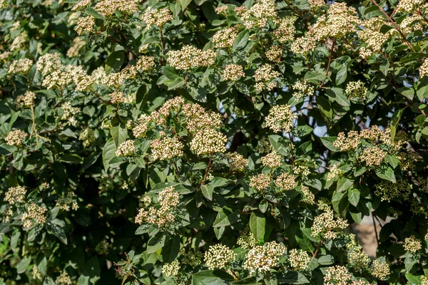 Feuilles Fleurs Laurustinus Viburnum Tinus Est Une Espèce Plante Fleurs — Photo