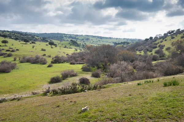 Vue Sur Ruisseau Tejada Dans Dehesa Navalvillar Colmenar Viejo Madrid — Photo