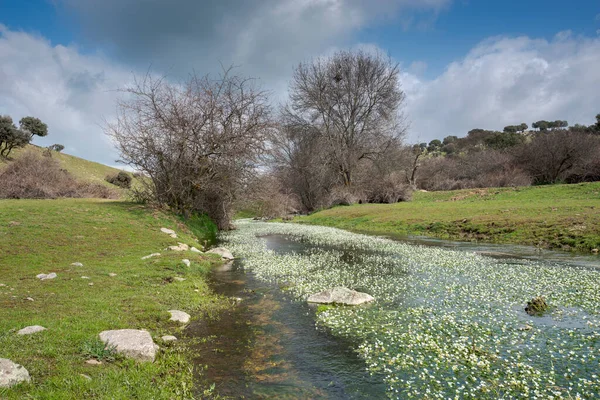 Views Tejada Stream Dehesa Navalvillar Colmenar Viejo Madrid Spain — Stock Photo, Image