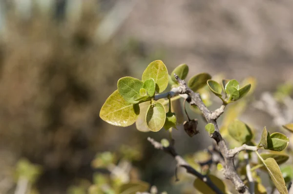 Withania frutescens