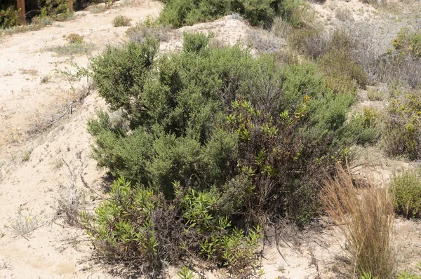 Salsola opositifolia — Fotografia de Stock