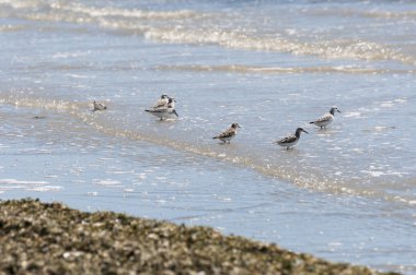 sanderling, calidris sürüsü alba