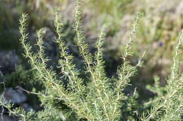 Деталь Asparagus albus . — стоковое фото