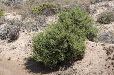 Salsola oppositifolia
