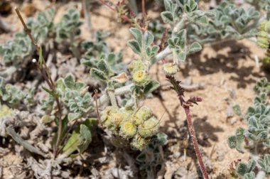 Kıyı kelebekotu, Medicago marina