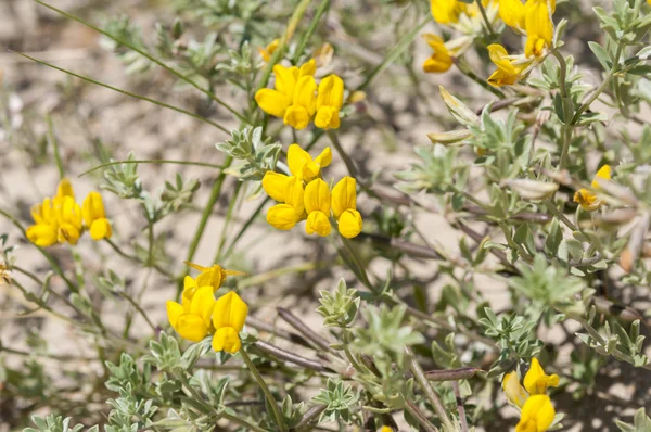 Girit trefoil, lotus creticus — Stok fotoğraf