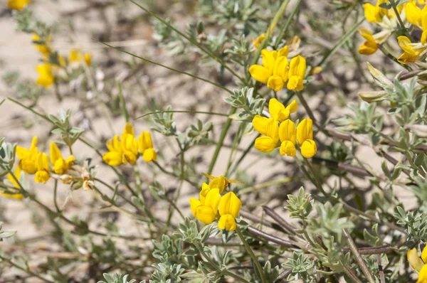 Kretensiska klöver, lotus creticus — Stockfoto