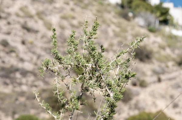 Asperges albus — Stockfoto