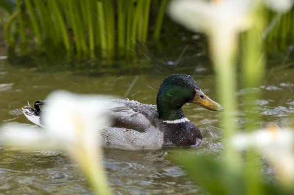 Wilde eend, Anas platyrhynchos — Stockfoto