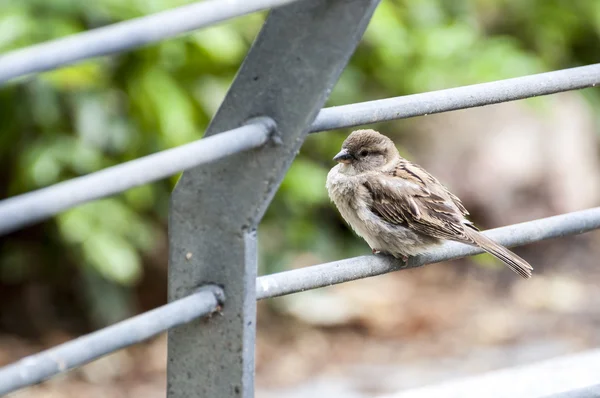 House Sparrow, Passer domesticus — Stock Photo, Image