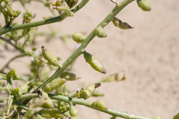 European searocket, Cakile maritima — Stock Photo, Image