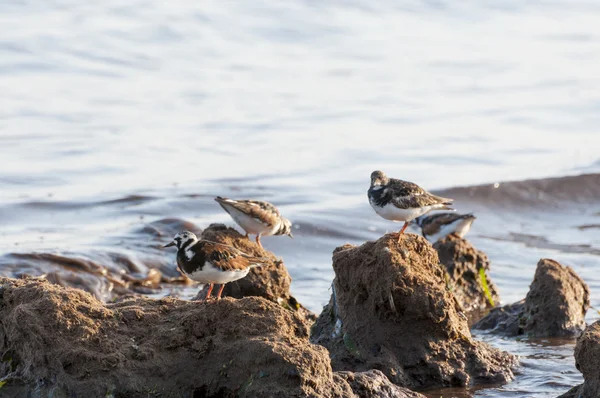 Pirospozsgás turnstone — Stock Fotó