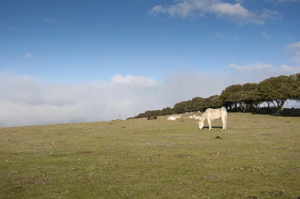 Caballo blanco y oveja — Foto de Stock