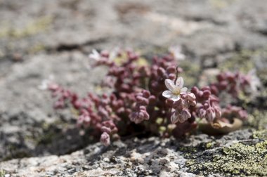 Hendek Stonecrop, bahçedeki brevifolium