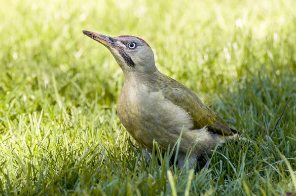 Yeşil ağaçkakan — Stok fotoğraf