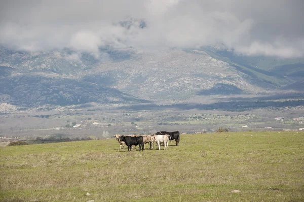 Herd of bulls — Stock Photo, Image