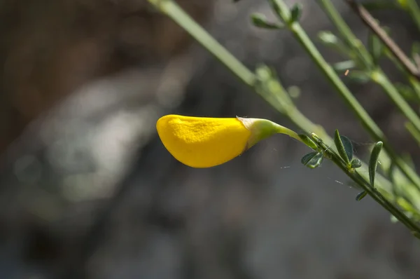 普通扫帚, cytisus 范围 — 图库照片