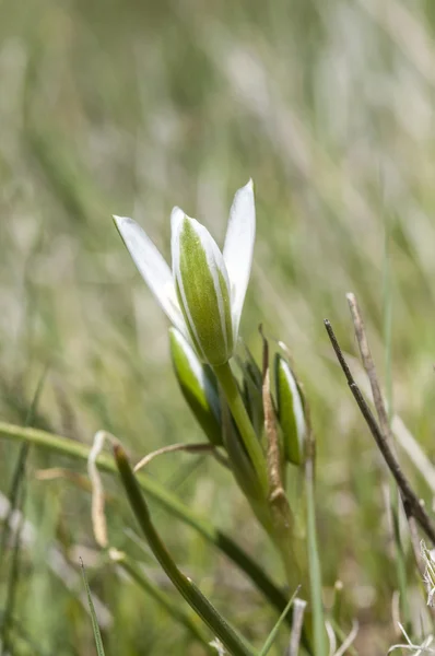 Star-of-Bethlehem, Ornithogalum umbellatum — Stock Photo, Image