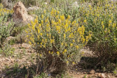 anthyllis cytisoides