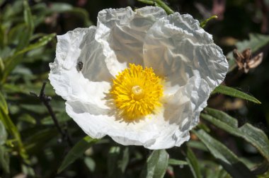 Sakız Laden, Cistus ladanifer