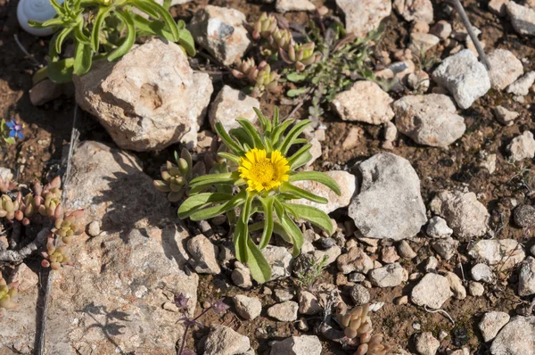 Pallenis maritima — kuvapankkivalokuva