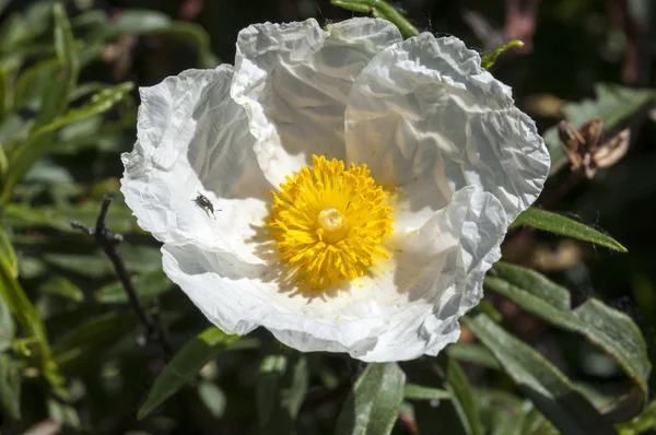Sakız Laden, Cistus ladanifer