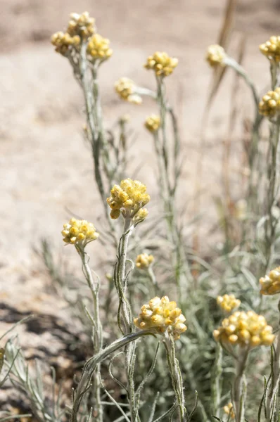 Helichrysum stoechas — Stockfoto