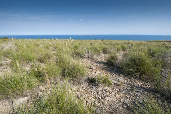 Alfa erba, Stipa tenacissima — Foto Stock