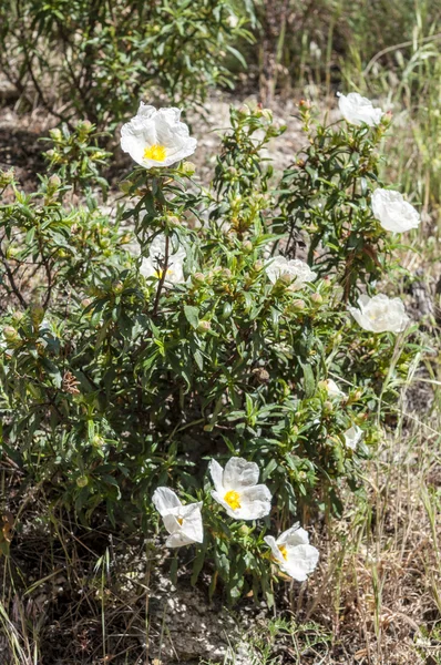 Guma rockrose, Cistus ladanifer — Zdjęcie stockowe