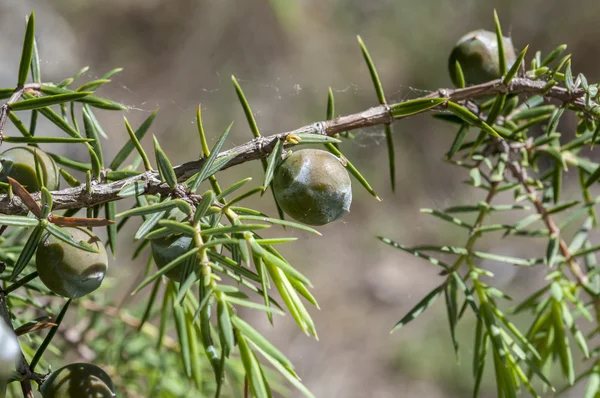 Ginepro spinoso, Juniperus oxycedrus — Foto Stock